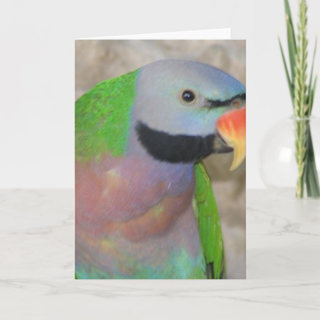 Tarjeta Parakeet de Moustached (Anverso)