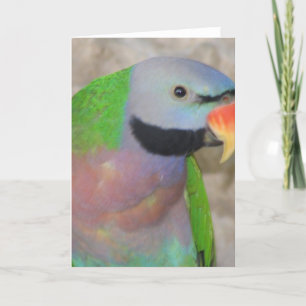 Tarjeta Parakeet de Moustached