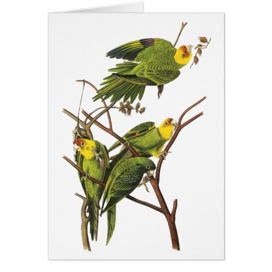 Tarjeta Parakeet - por Juan Audubon