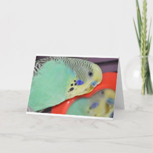 Tarjeta Parakeet que mira en espejo