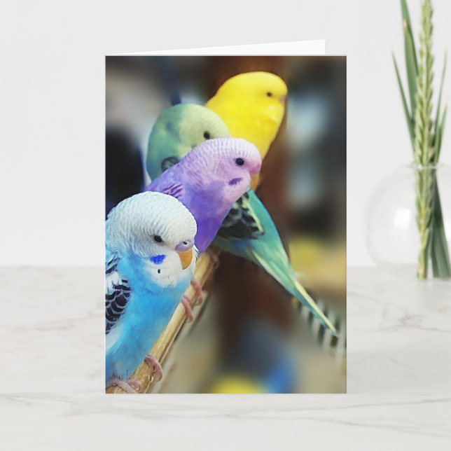 Tarjeta Parakeets (Anverso)