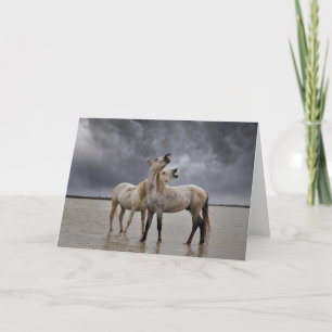 Tarjeta Pare de sementales de caballo de Camargue, sur de 