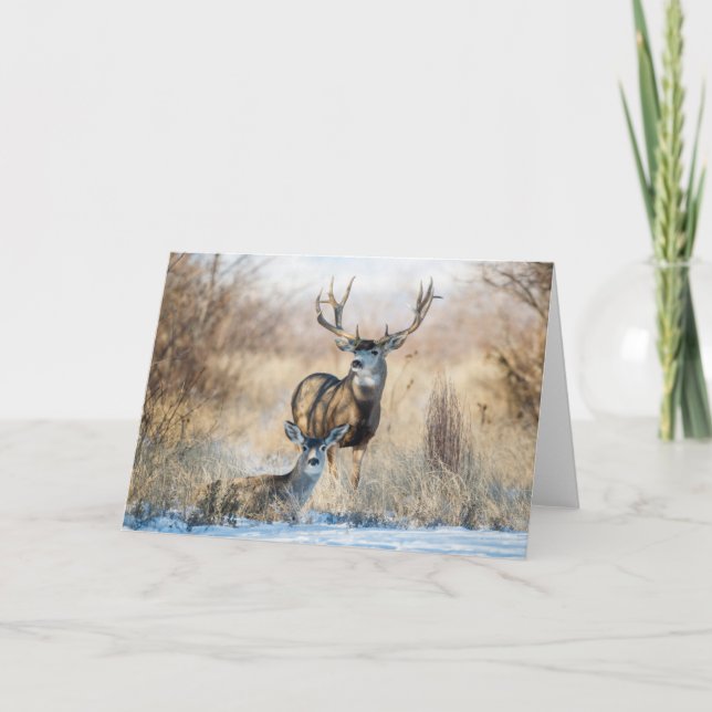 Tarjeta Pareja Buck | Mule Deer (Anverso)