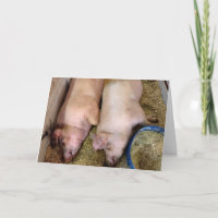 Pareja De Aniversarios De Cerdos En Cerdo