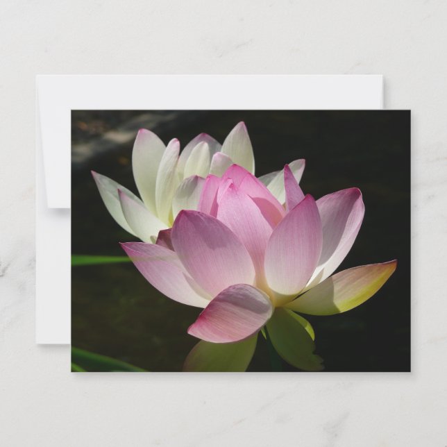 Tarjeta Pareja de flores de Lotus II (Anverso)