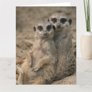 Tarjeta Pareja de suricatas
