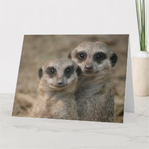 Tarjeta Pareja-de-suricatas