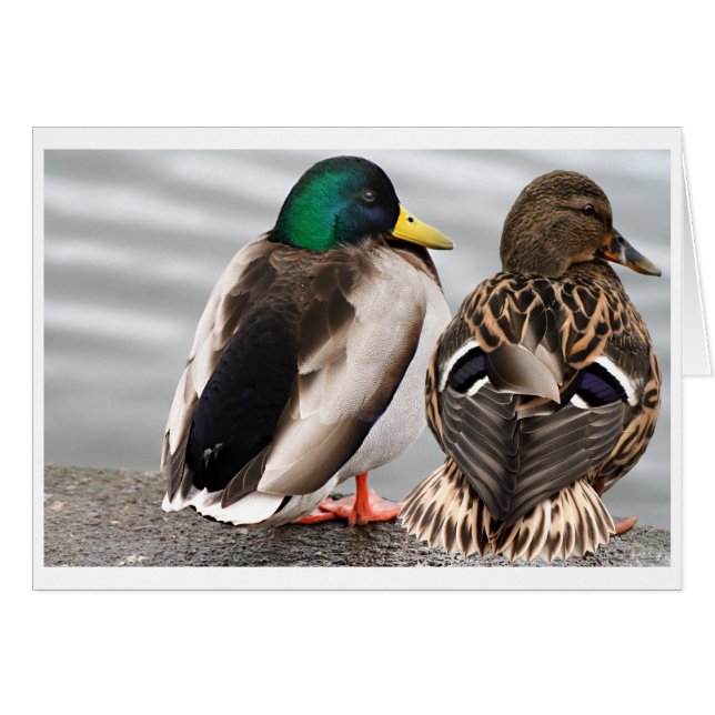 Tarjeta Pareja Mallard Duck (Anverso (Horizontal))