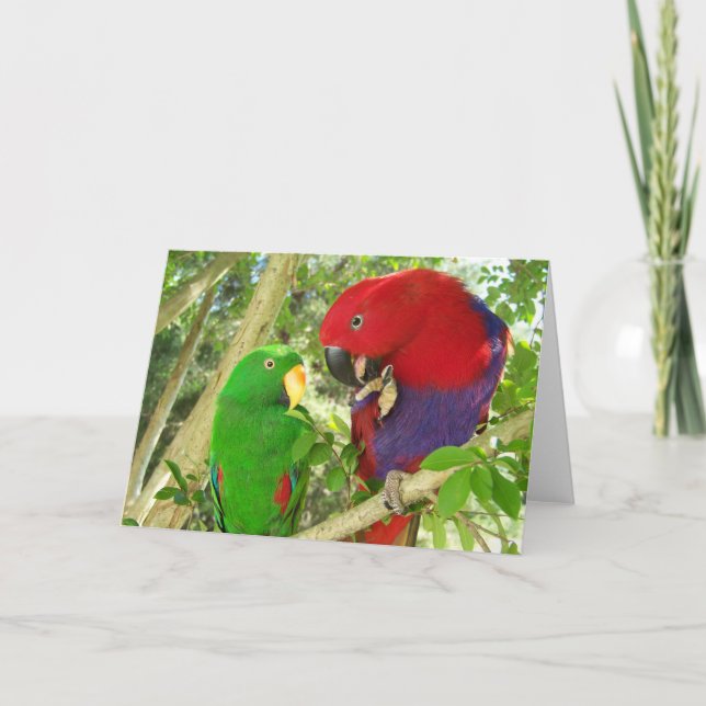Tarjeta Pares de Eclectus (Anverso)