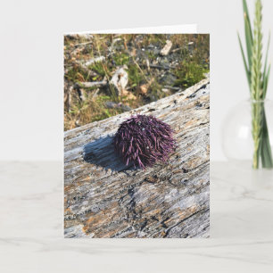 Tarjeta Parque Estatal Sisters Rock, Costa de Oregón