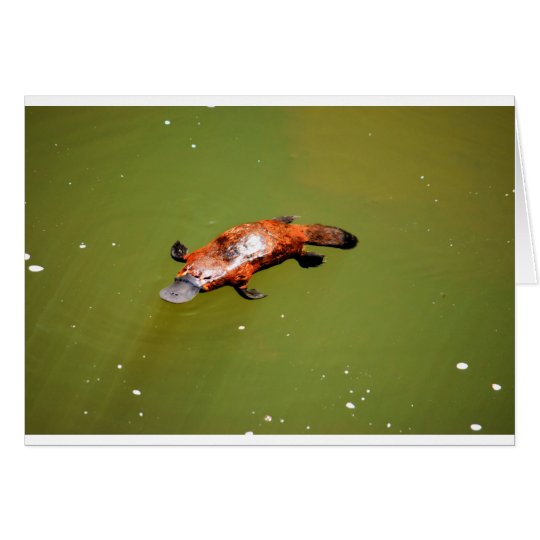 TARJETA PARQUE NACIONAL AUSTRALIA DE PLATYPUS EUNGELLA