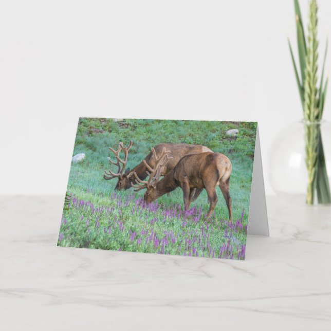 Tarjeta Parque nacional Bull Elks Rocky Mountain, Colorado (Anverso)