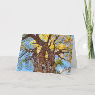 Tarjeta Parque Nacional Capitol Reef, árbol Cottonwood