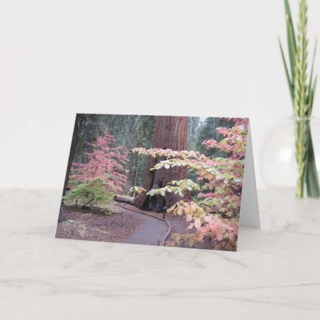 Tarjeta Parque nacional de secoya (Anverso)