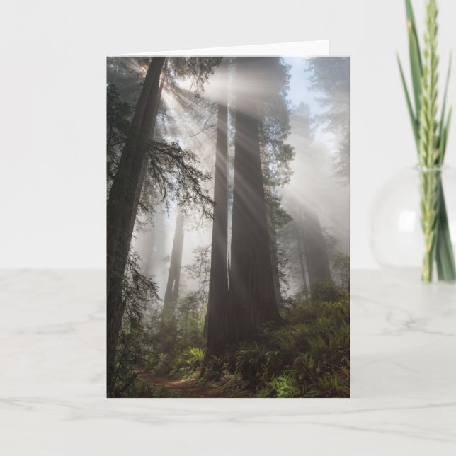 Tarjeta Parque nacional Redwood California (Anverso)