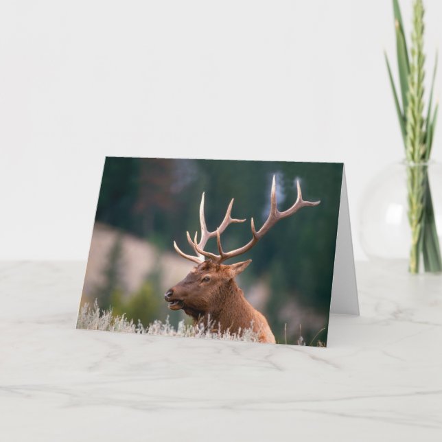 Tarjeta Parque nacional Rocky Mountain Elk Yellowstone (Anverso)