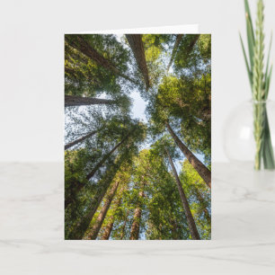 Tarjeta Parques Nacionales y Estatales de Redwood, Califor