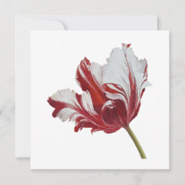 Tarjeta Parrot Tulip 10x