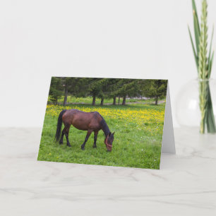 Tarjeta Paso Tihuta, caballo en pastoreo