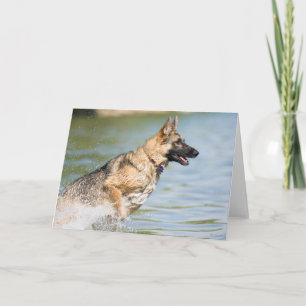 Tarjeta Pastor alemán salta al agua