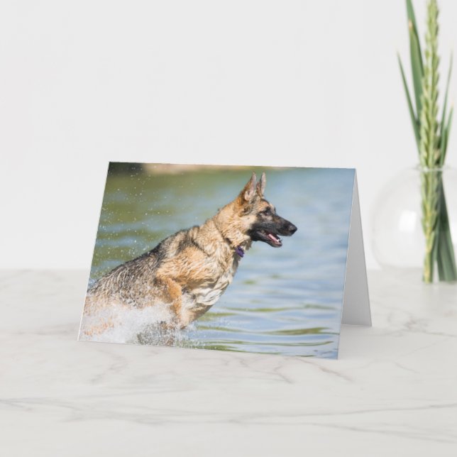 Tarjeta Pastor alemán salta al agua (Anverso)