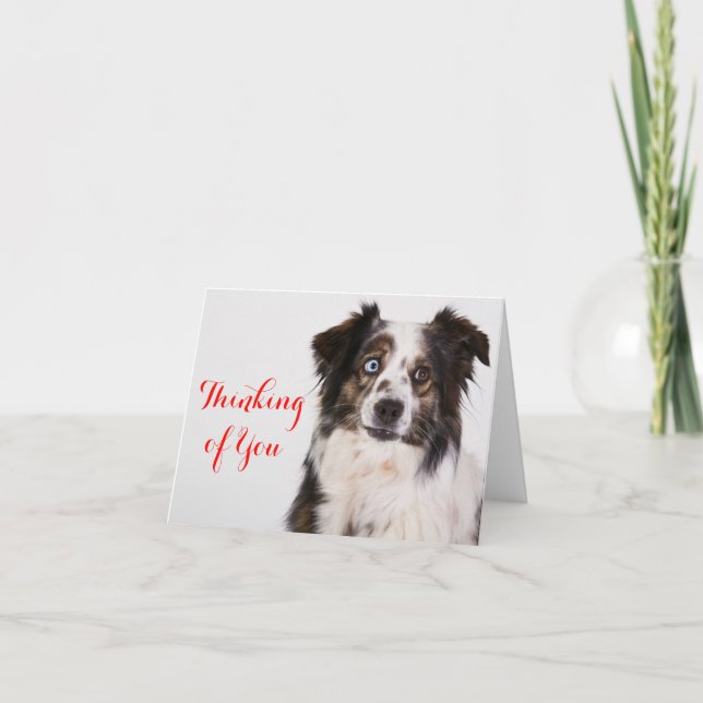 Tarjeta Pastor Australiano Aussie Dog Pensando En Ti (Anverso)
