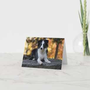 Tarjeta Pastor Australiano Aussie Perro Hola Amistad