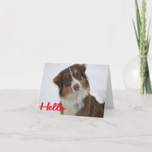 Tarjeta Pastor Australiano Aussie  Perro  Hola  Amor