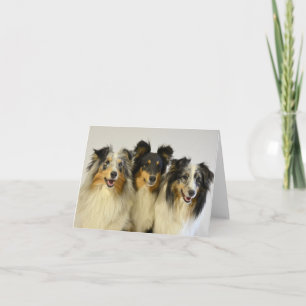 Tarjeta Pastor Australiano Aussie Perro Hola Amor