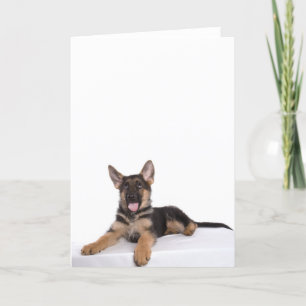 Tarjeta pastor cachorro alemán