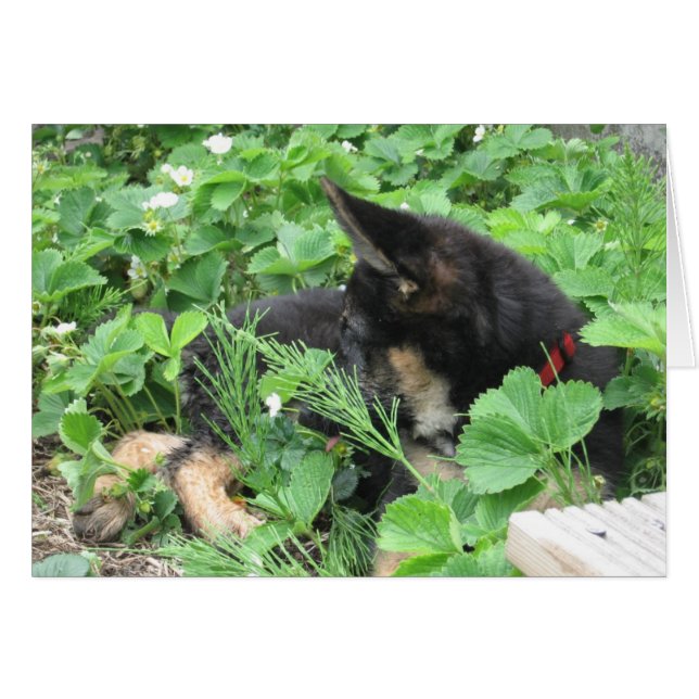 Tarjeta Pastora Alemana (Anverso (Horizontal))