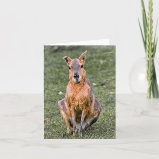 Tarjeta Patagonian Mara