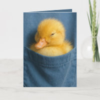 Patito de cumpleaños en el bolsillo de una camiset