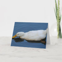 Pato blanco