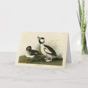 Tarjeta Pato con cabeza de buffel de los pájaros de Améric