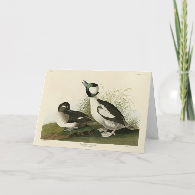 Tarjeta Pato con cabeza de buffel de los pájaros de Améric (Anverso)