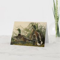 Pato de collar desde Birds of America de Audubon