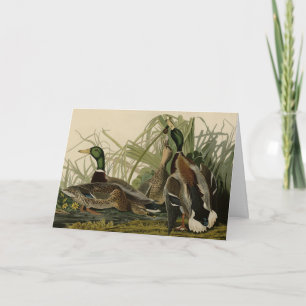 Tarjeta Pato de collar desde Birds of America de Audubon