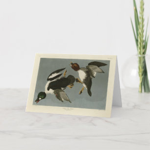 Tarjeta Pato de ojos dorados - de los pájaros de América d