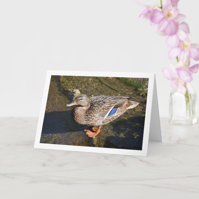 Tarjeta Pato Mallard (Orquídea)