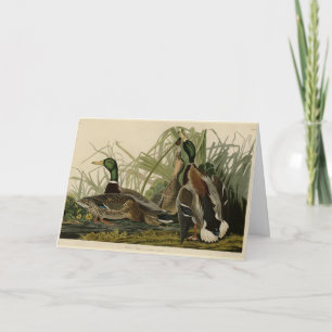 Tarjeta Pato Mallard de los pájaros de América de Audubon