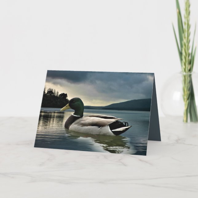Tarjeta Pato Mallard En El Lago (Anverso)