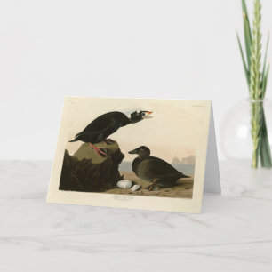 Tarjeta Pato negro o de surf de los pájaros estadounidense