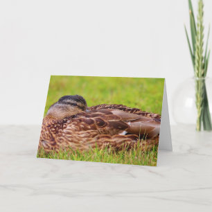 Tarjeta Pato Real Hermoso Recupérate