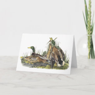 Tarjeta Pato silvestre, Juan Audubon
