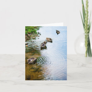 Tarjeta Patos de cultivo 2
