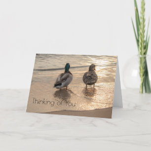 Tarjeta Patos en la playa