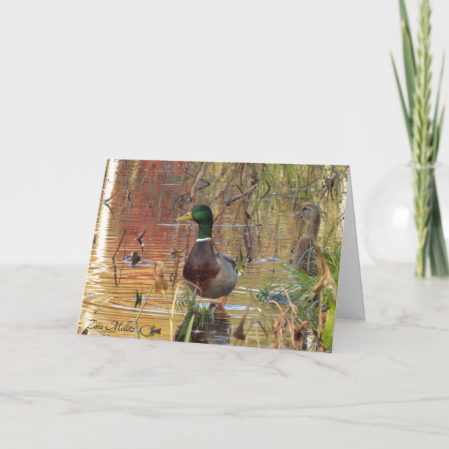 Tarjeta Patos mallard en el estanque (Anverso)