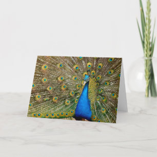 Tarjeta Patrón de pavo real Pintura de arte de pavo real A
