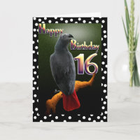 Pavo púlgaro africano púlka punto 16 Cumpleaños